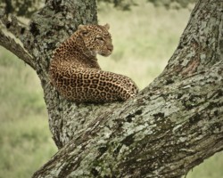 Fav Leopard In a tree (53)