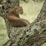Fav Leopard In a tree (53)