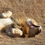 Lion Yawn (51)