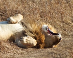 Lion Yawn (51)