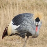 Crown Crane (45)