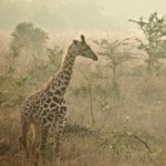 Giraffe in the mist (44)