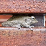 Itsy Bitsy Frog (47)