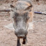 Warthog
