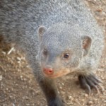Banded Mongoose