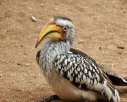 Yellow Hornbill
