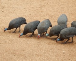 Guinea Fowl Party