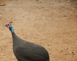 Guinea Fowl