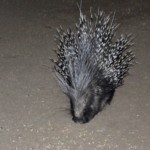 Porcupine