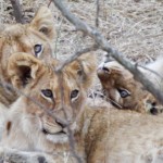 Baby Lions