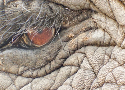 Elephant Eye