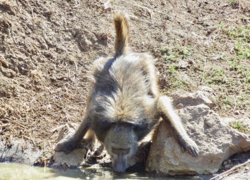 Baboon Drinking