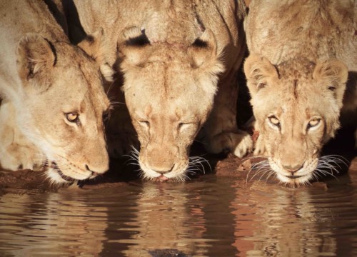 Lions Drinking (41)