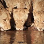 Lions Drinking (41)