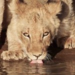 Baby Lion Drinking (40)
