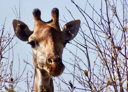 Giraffe Goofy Face