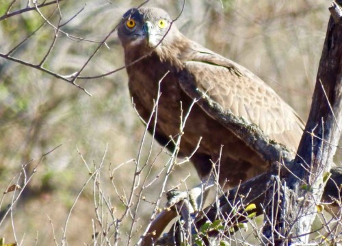 Brown Snake Eagle