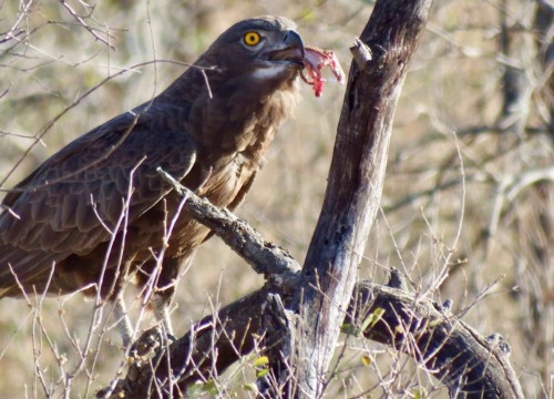 Down the snake head goes