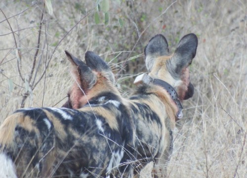 Wild Dogs