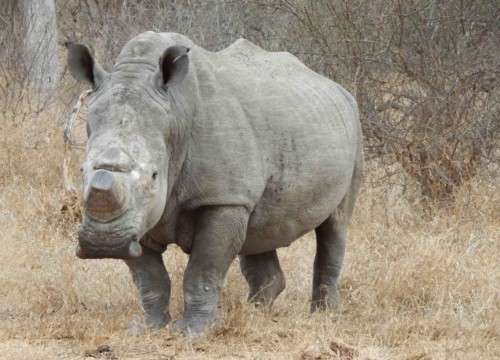 De-horned Rhino