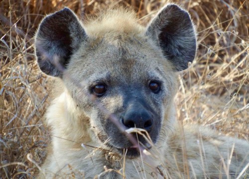 Beautiful Hyena