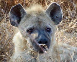 Beautiful Hyena