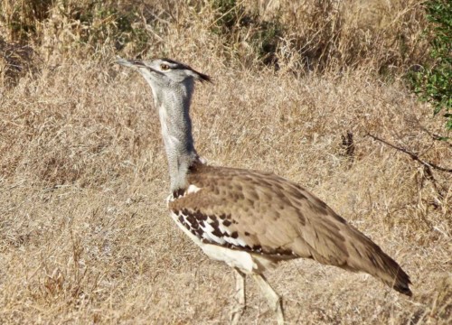 Bustard Bird