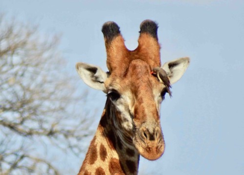 Giraffe with bird on his nose