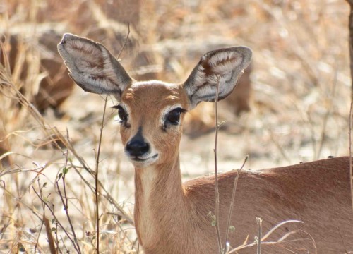 The elusive Steenboch