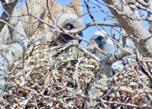 Baby Vulture in nest with mama