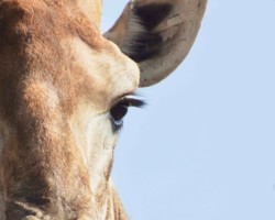 Eye of the giraffe