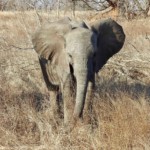 A Calm little Ellie (37)