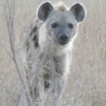 Curious Hyena (36)