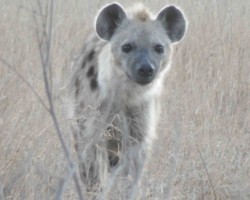 Curious Hyena (36)
