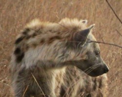 Hyena