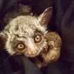 Banjo the Bush Bab (35)