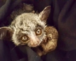 Banjo the Bush Bab (35)