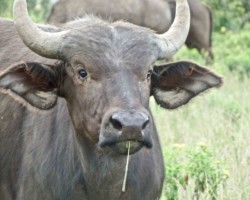 Cape buffalo