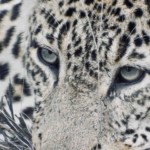 Leopard Eyes
