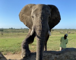 Elephant from Kapama