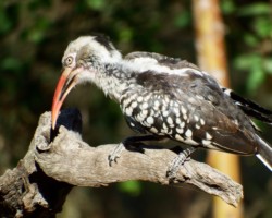 Friendly Hornbill