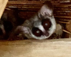 Bush Baby in the rafters Bushbaby Close Up