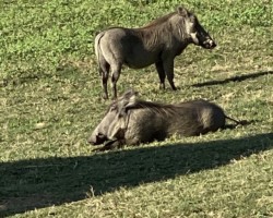 Warthogs waiting for breakfast