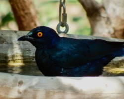 Starling in the bath