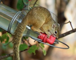 Chippy - One of Tanya's rescues