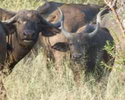 Buffalo