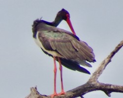 Stork in a tree