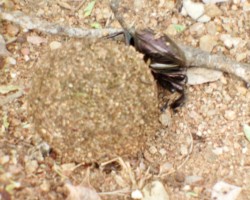 A dung beetle