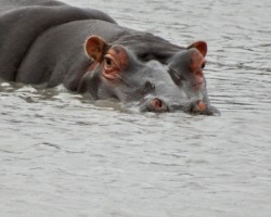 Hippo in a pond