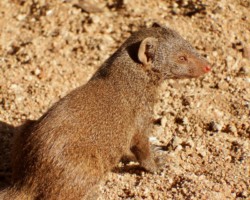 Dwarf Mongoose